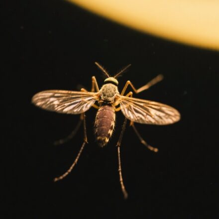 Mosquito and cicada seasons entering their peak activity